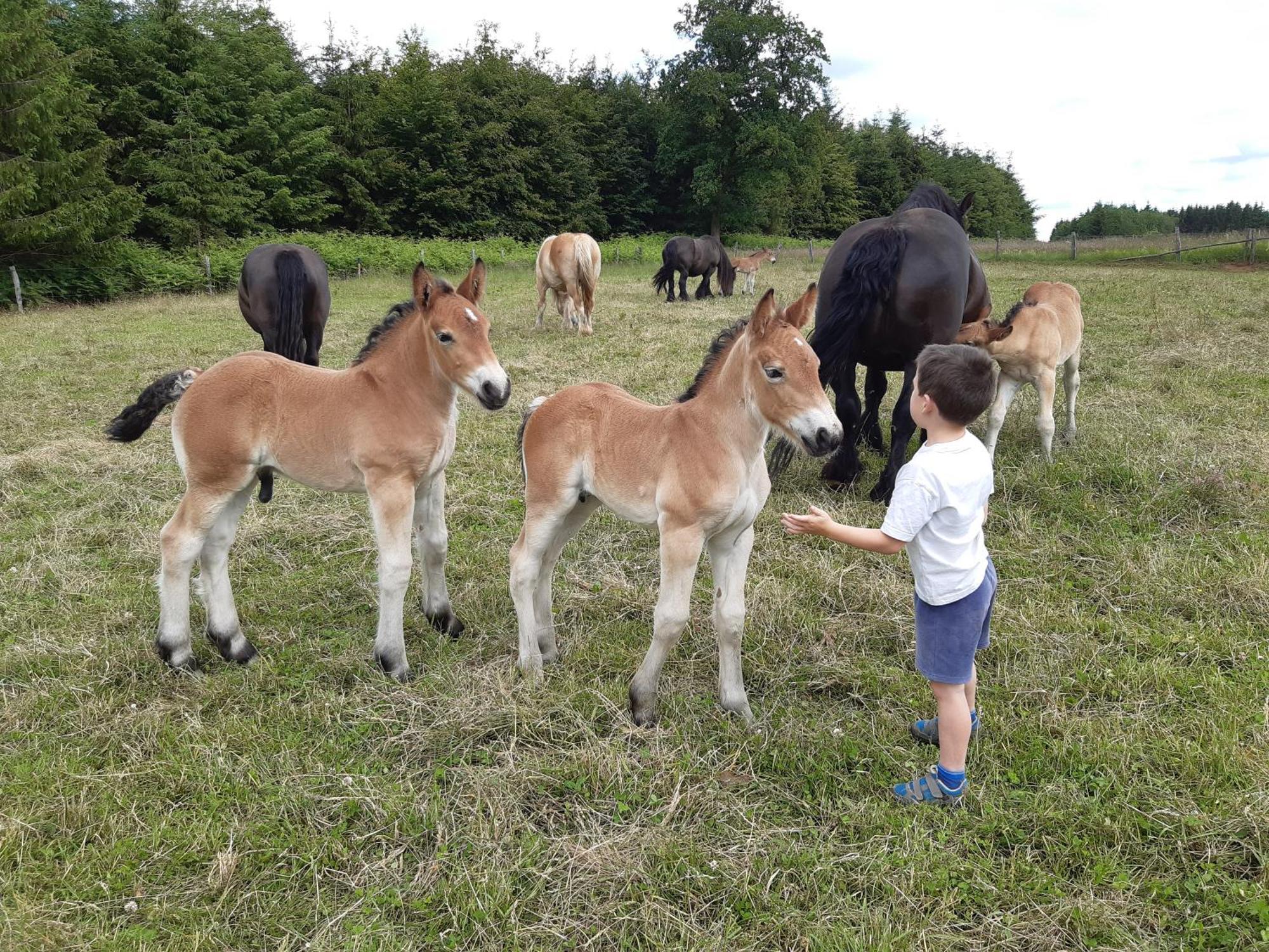 Gite Le Cheval Ardennais Gouvy Exterior photo
